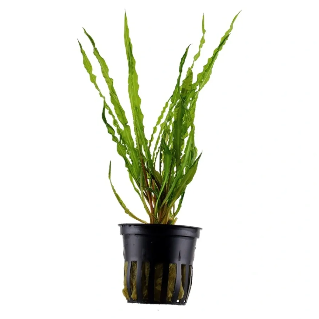 Tropica Akvarieplante i potte Cryptocoryne crispatula