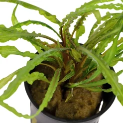 Tropica Akvarieplante i potte Cryptocoryne crispatula