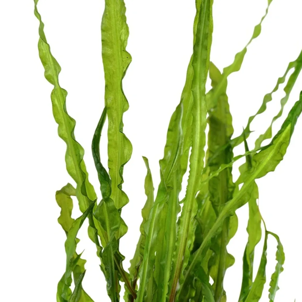 Tropica Akvarieplante i potte Cryptocoryne crispatula