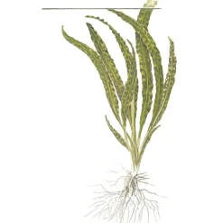 Tropica Akvarieplante i potte Cryptocoryne crispatula