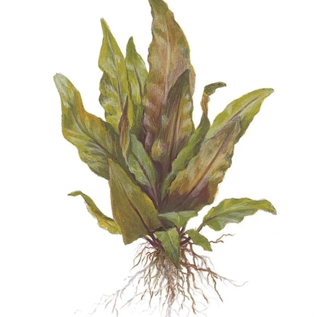Tropica Akvarieplante i potte Cryptocoryne undulata broad leaves