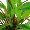 Tropica Akvarieplante i potte Cryptocoryne wendtii Green