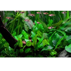 Tropica Akvarieplante i potte Cryptocoryne wendtii Green