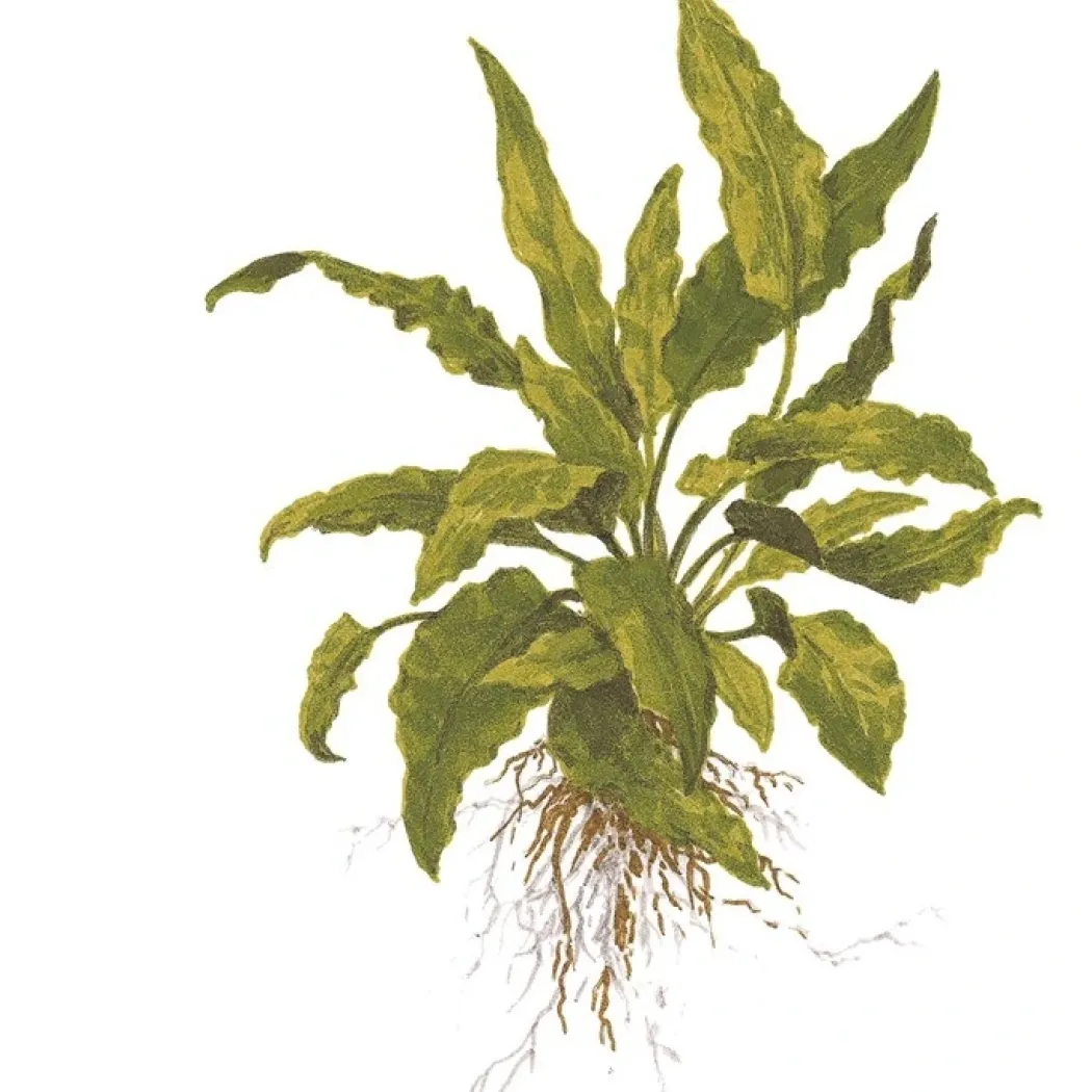 Tropica Akvarieplante i potte Cryptocoryne wendtii Green