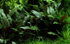 Tropica Akvarieplante i potte Cryptocoryne beckettii petchii