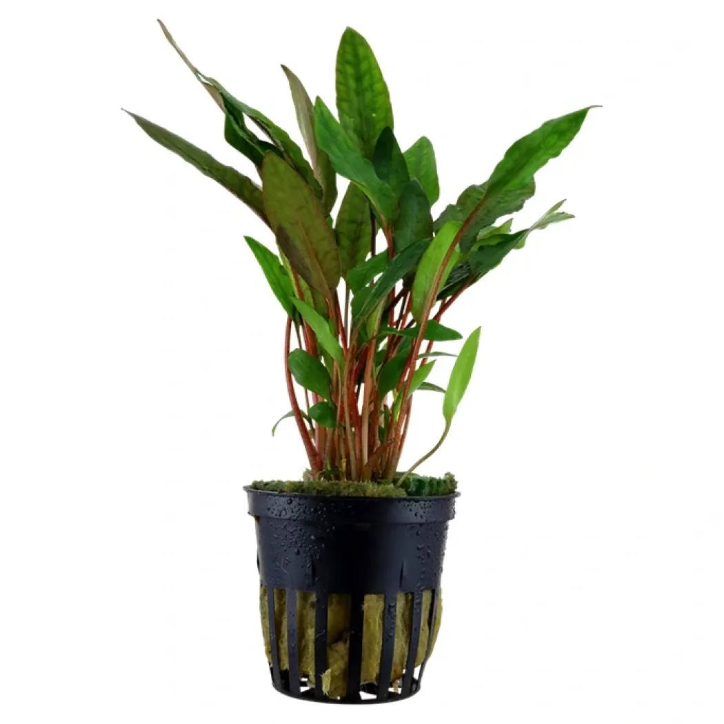 Tropica Akvarieplante i potte Cryptocoryne beckettii petchii