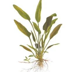 Tropica Akvarieplante i potte Cryptocoryne x willisii