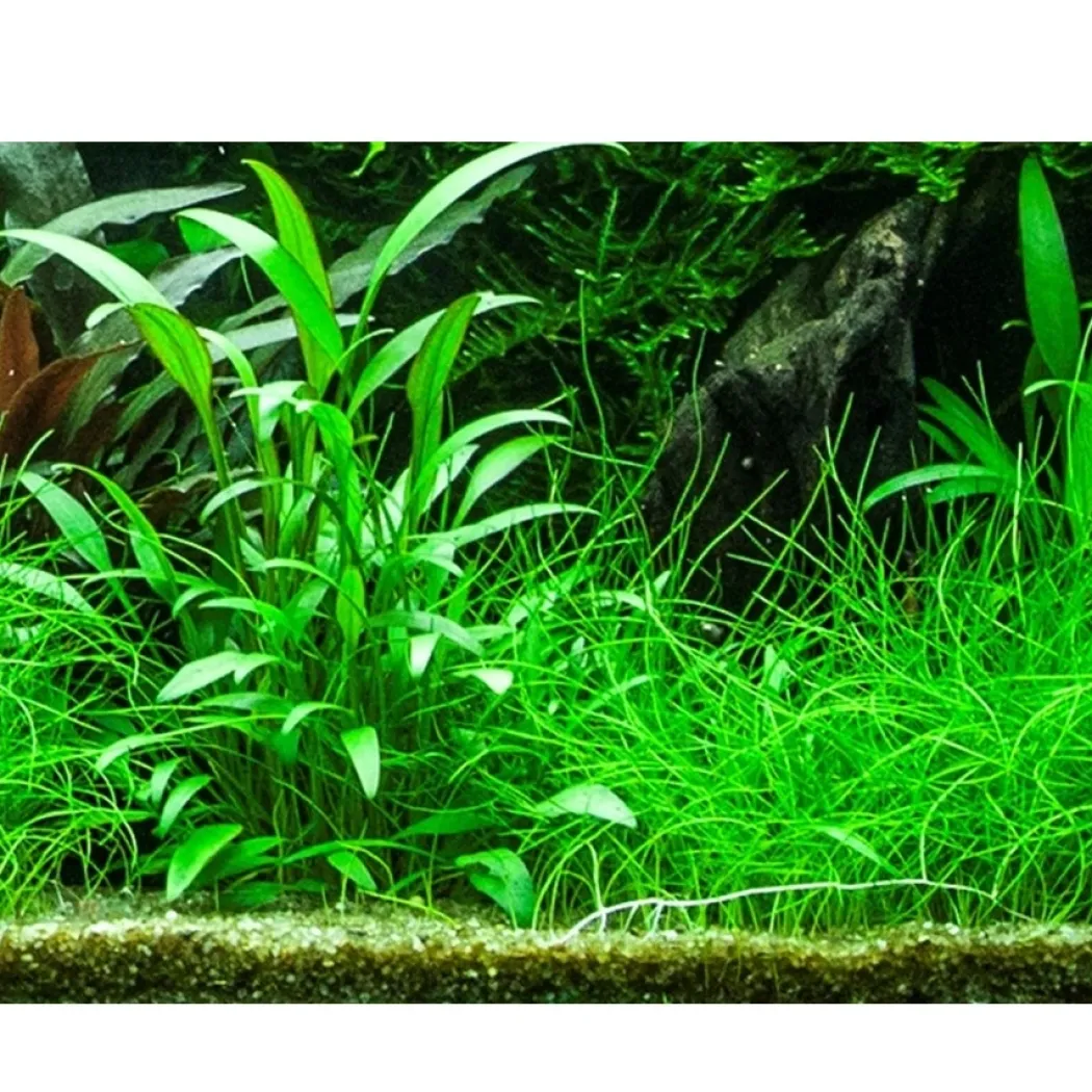 Tropica Akvarieplante i potte Cryptocoryne x willisii