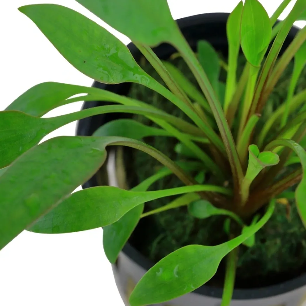 Tropica Akvarieplante i potte Cryptocoryne x willisii