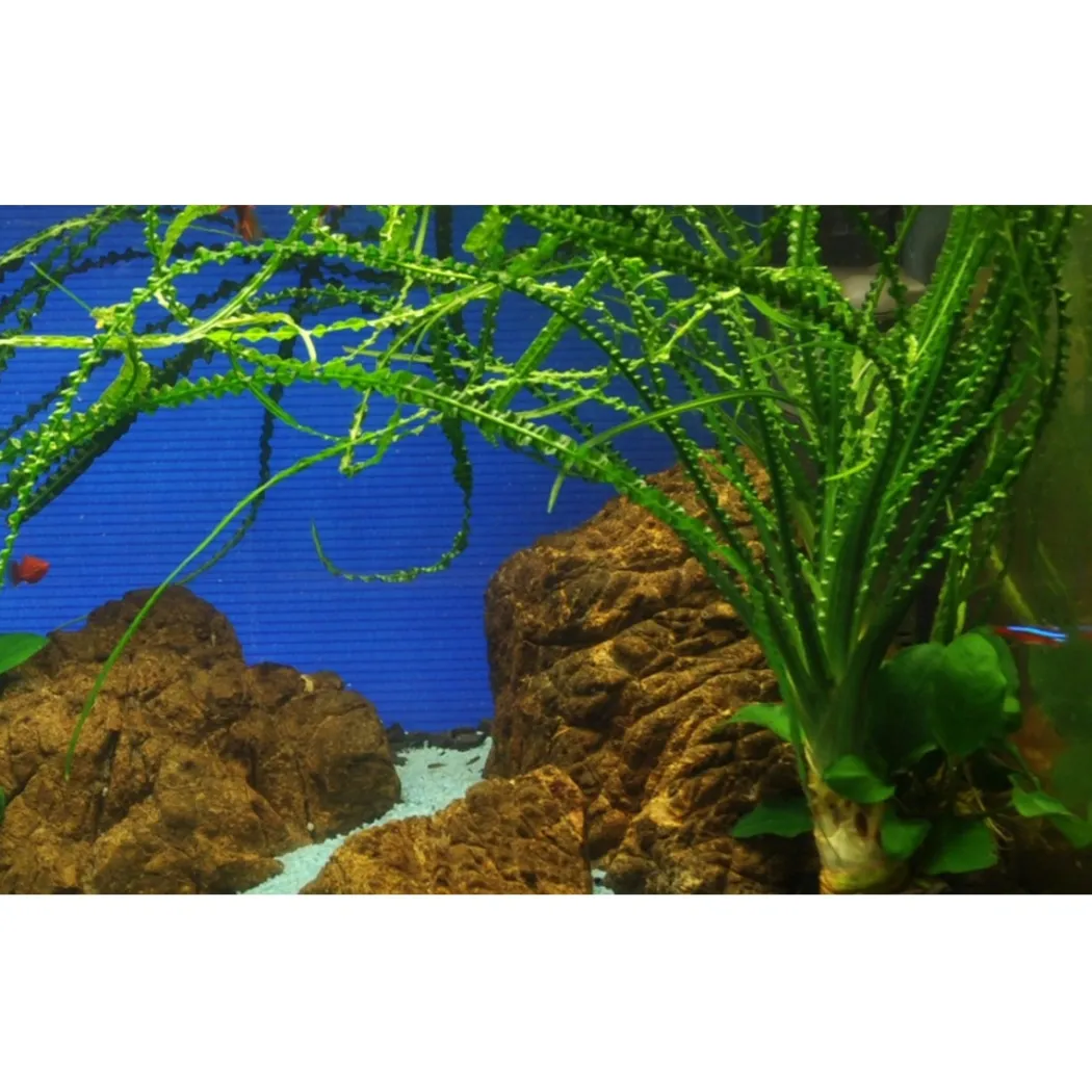 Tropica Akvarieplante i potte Crinum calamistratum