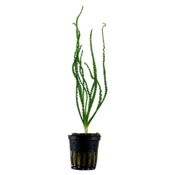 Tropica Akvarieplante i potte Crinum calamistratum