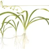 Tropica Akvarieplante i potte Sagittaria subulata