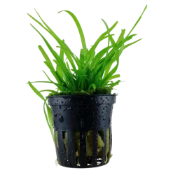Tropica Akvarieplante i potte Sagittaria subulata
