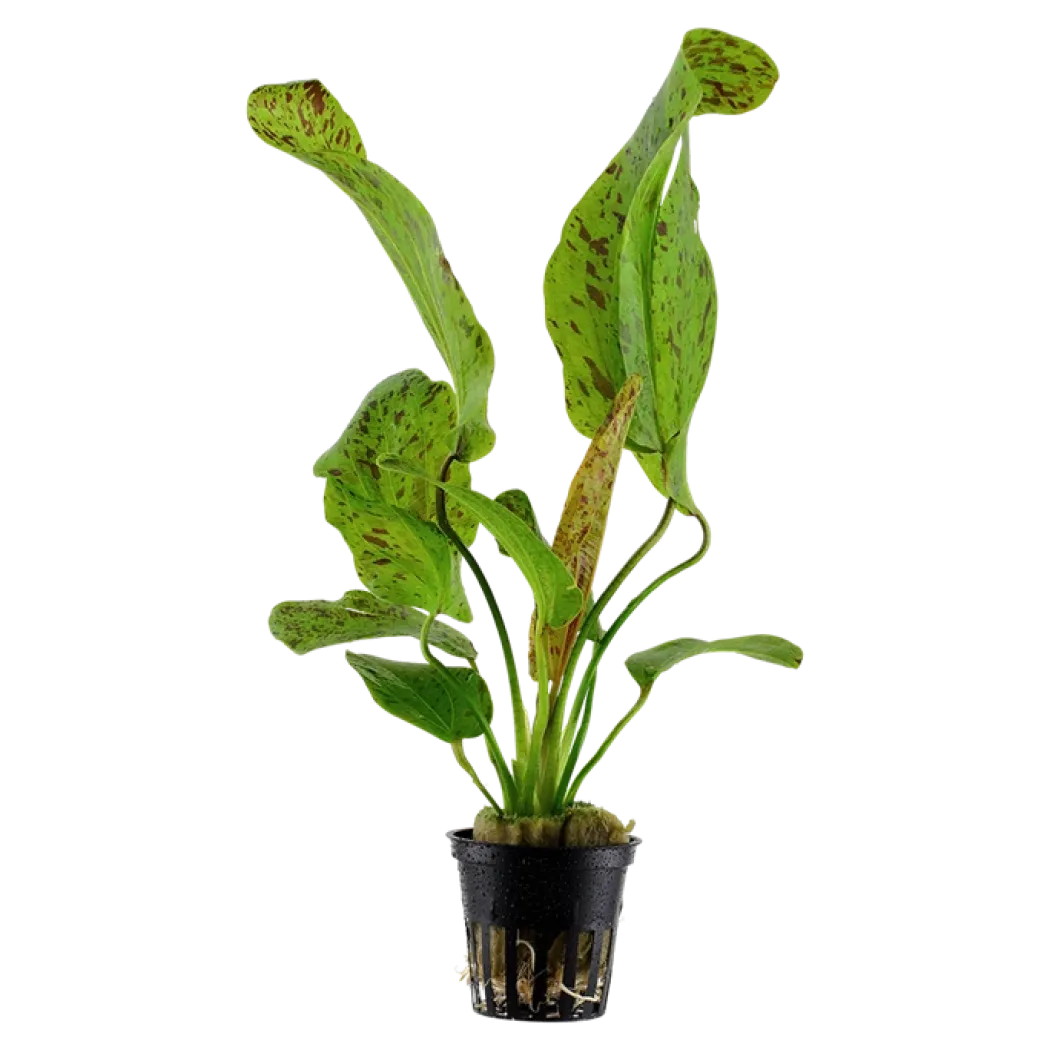 Tropica Akvarieplante i potte Echinodorus Ozelot green