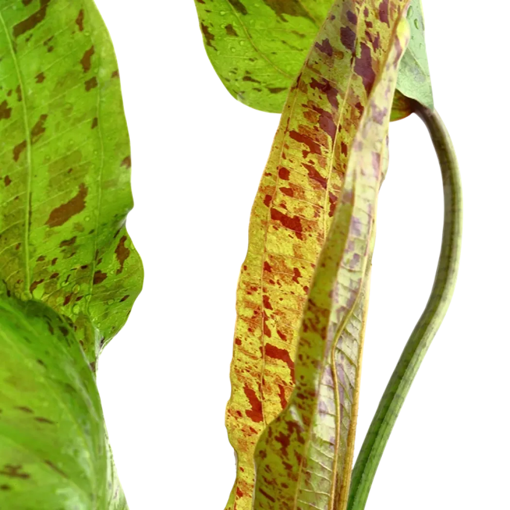Tropica Akvarieplante i potte Echinodorus Ozelot green