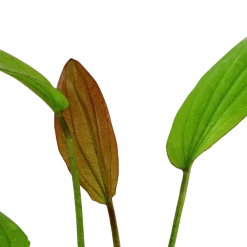 Tropica Akvarieplante i potte Echinodorus Rose