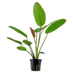 Tropica Akvarieplante i potte Echinodorus x barthii