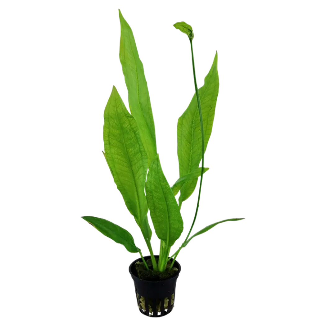 Tropica Akvarieplante i potte Echinodorus grisebachii (bleherae)