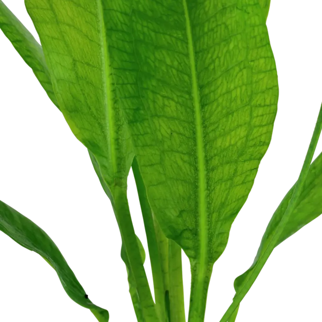 Tropica Akvarieplante i potte Echinodorus grisebachii (bleherae)