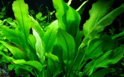 Tropica Akvarieplante i potte Echinodorus grisebachii (bleherae)