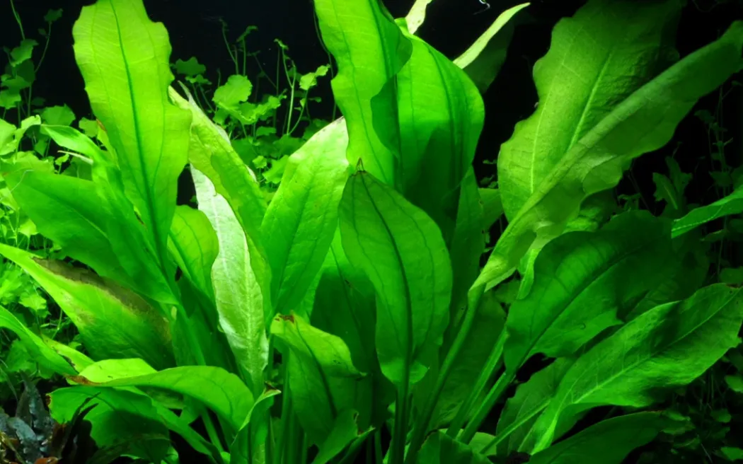 Tropica Akvarieplante i potte Echinodorus grisebachii (bleherae)