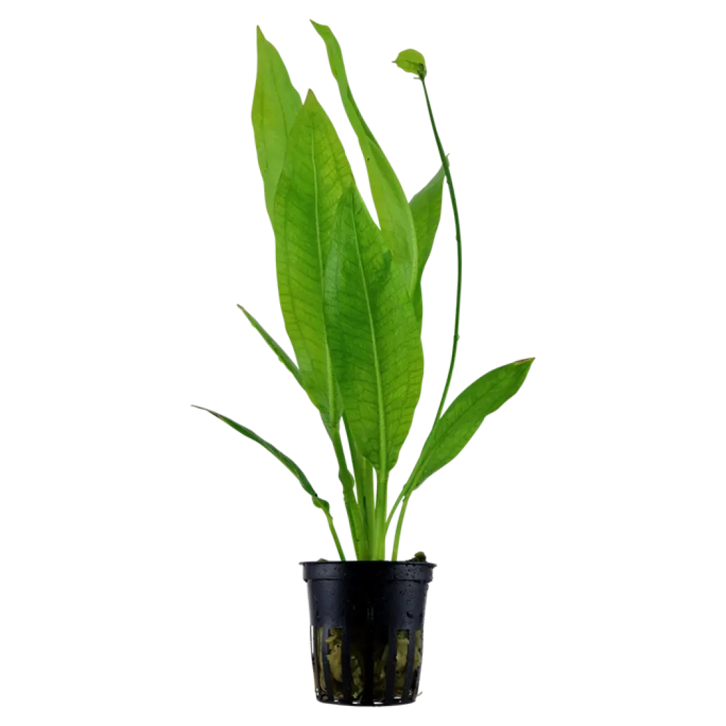 Tropica Akvarieplante i potte Echinodorus grisebachii (bleherae)
