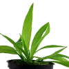 Tropica Akvarieplante i potte Helanthium bolivianum Quadricostatus