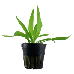 Tropica Akvarieplante i potte Helanthium bolivianum Quadricostatus