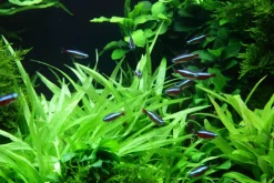 Tropica Akvarieplante i potte Helanthium bolivianum Quadricostatus