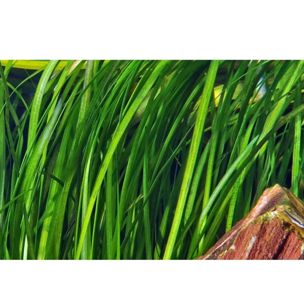 Tropica Akvarieplante i potte Vallisneria spiral (Tiger)