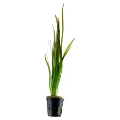 Tropica Akvarieplante i potte Vallisneria spiral (Tiger)