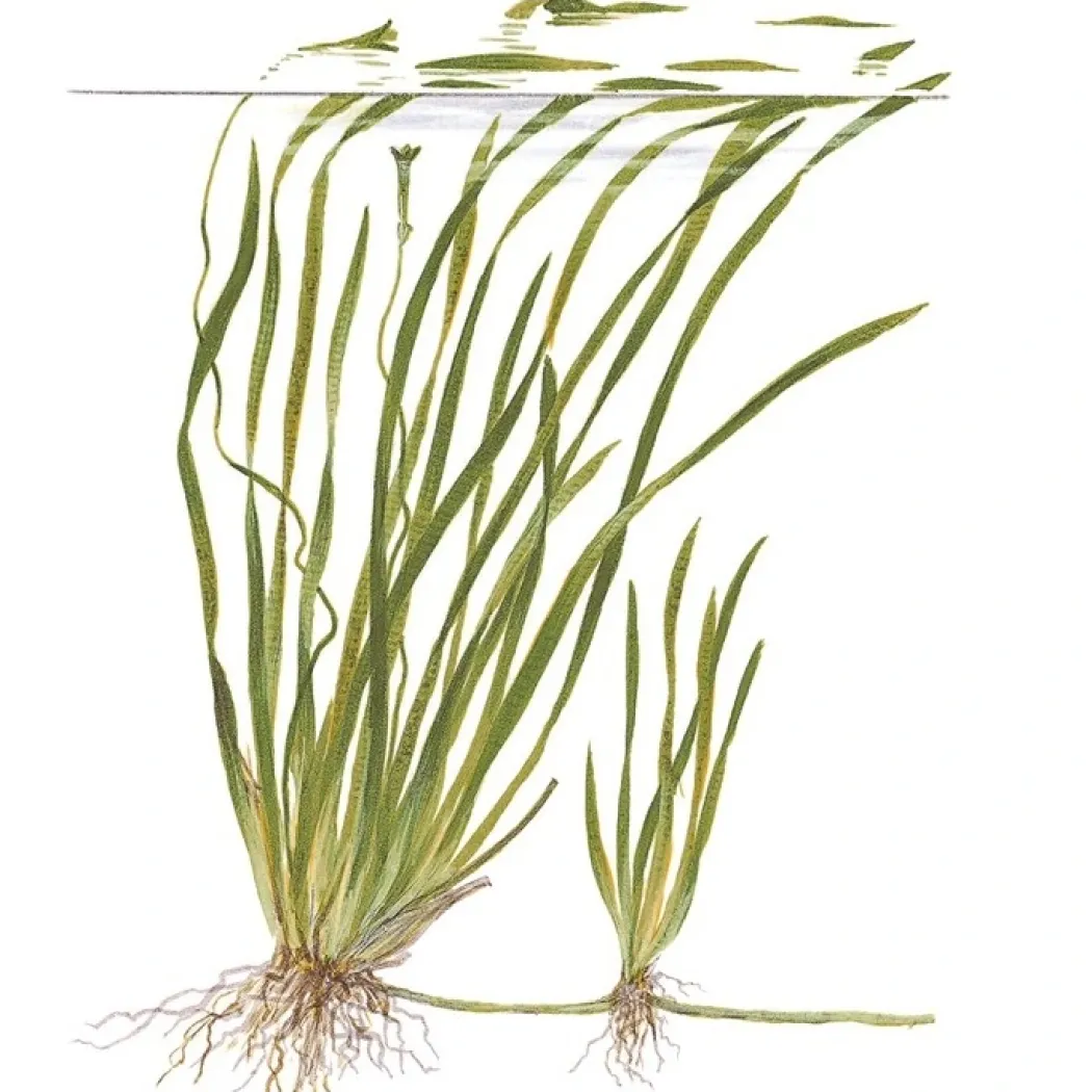 Tropica Akvarieplante i potte Vallisneria spiral (Tiger)