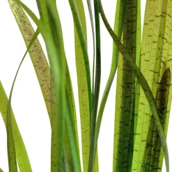 Tropica Akvarieplante i potte Vallisneria spiral (Tiger)