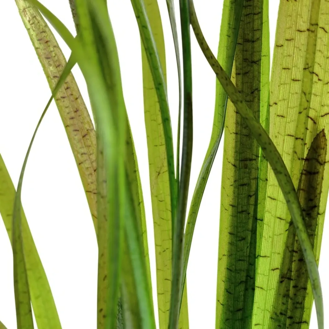 Tropica Akvarieplante i potte Vallisneria spiral (Tiger)