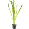 Tropica Akvarieplante i potte Vallisneria americana gigantea