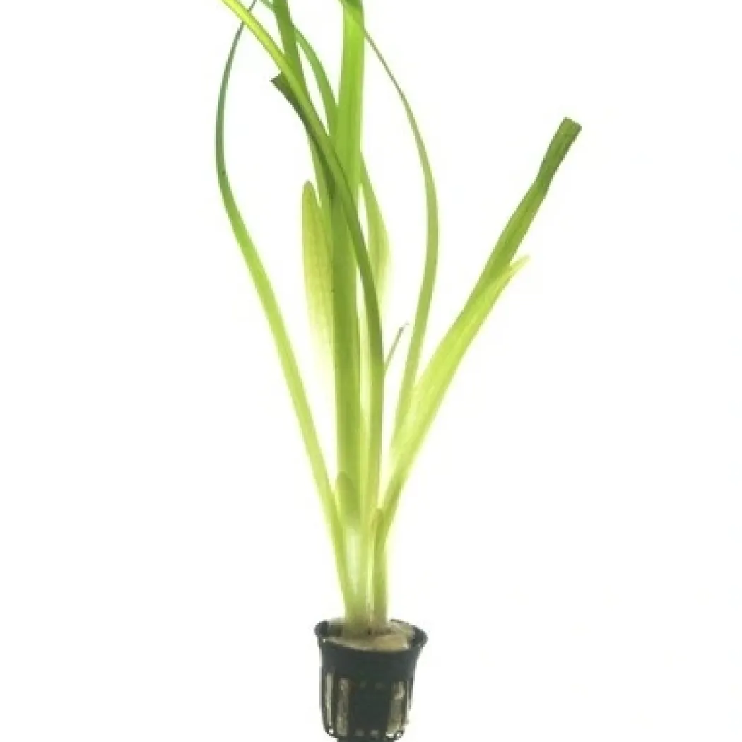 Tropica Akvarieplante i potte Vallisneria americana gigantea