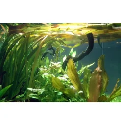Tropica Akvarieplante i potte Vallisneria americana gigantea
