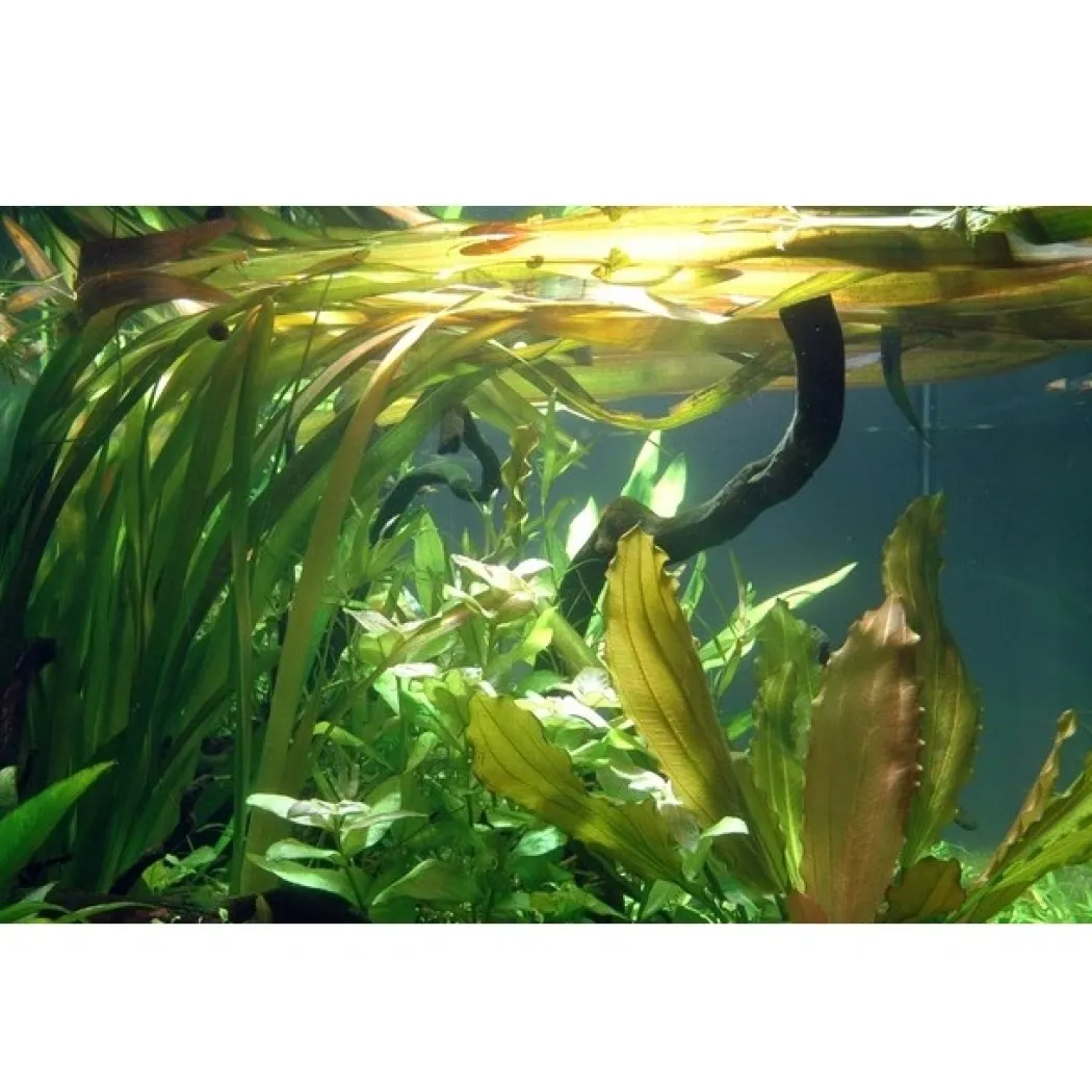 Tropica Akvarieplante i potte Vallisneria americana gigantea
