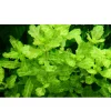 Tropica Akvarieplante i potte Shinnersia Rivularis Weiss-Grün