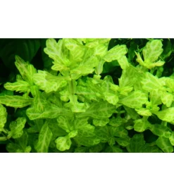 Tropica Akvarieplante i potte Shinnersia Rivularis Weiss-Grün