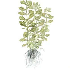 Tropica Akvarieplante i potte Shinnersia Rivularis Weiss-Grün