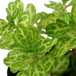 Tropica Akvarieplante i potte Shinnersia Rivularis Weiss-Grün