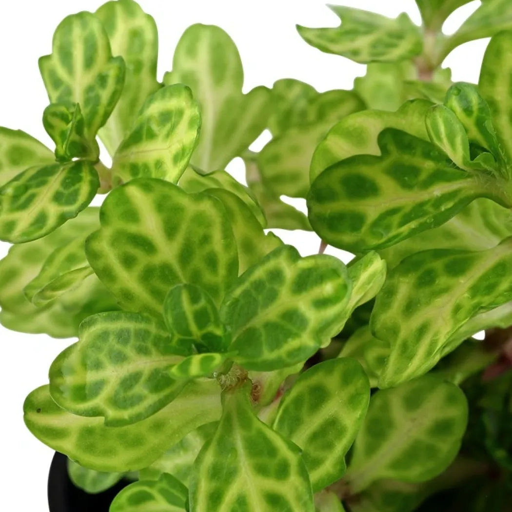 Tropica Akvarieplante i potte Shinnersia Rivularis Weiss-Grün