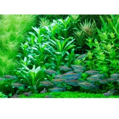 Tropica Akvarieplante i potte Lobelia cardinalis