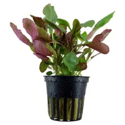 Tropica Akvarieplante i potte Lobelia cardinalis