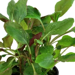 Tropica Akvarieplante i potte Lobelia cardinalis