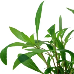 Tropica Akvarieplante i potte Hygrophila Siamensis 53B