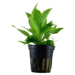 Tropica Akvarieplante i potte Hygrophila Corymbosa Stricta