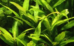 Tropica Akvarieplante i potte Hygrophila Corymbosa Stricta