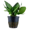 Tropica Akvarieplante i potte Hygrophila corymbosa Compact